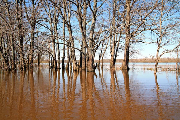Hochwasser in Eichenholz — Stockfoto