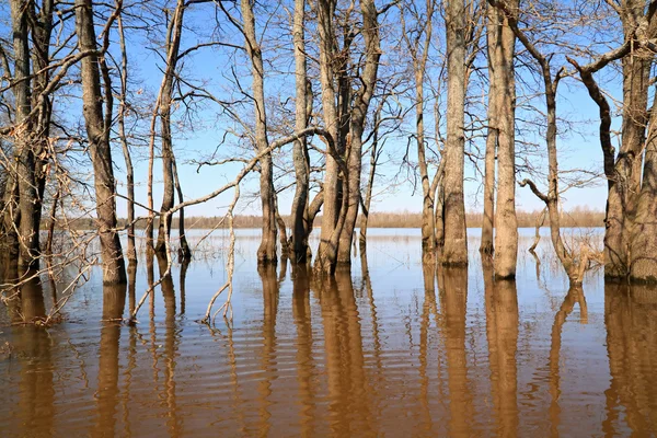 Inundación en madera de roble — Foto de Stock