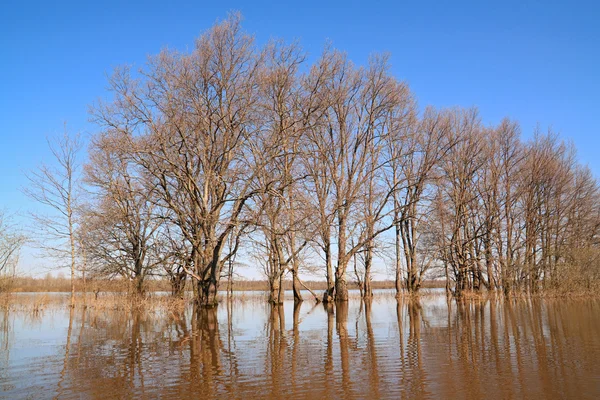 Povodeň v dubového dřeva — Stock fotografie