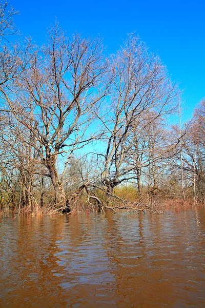 오크 나무에 홍수 — 스톡 사진