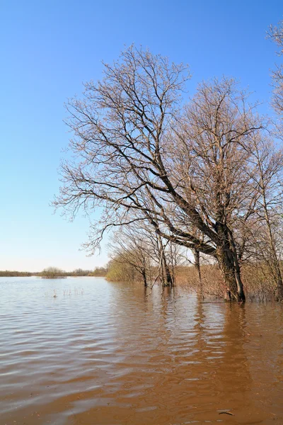 Flood in oak wood — Stock Photo, Image