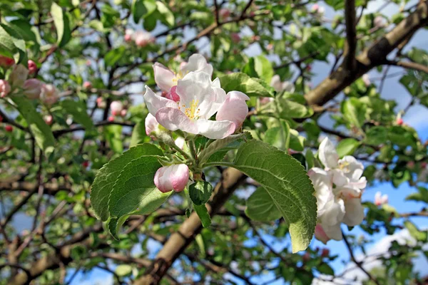 Flowerses na aple stromy — Stock fotografie