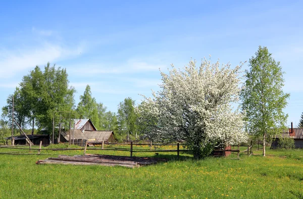 Flowerses na aple stromy — Stock fotografie