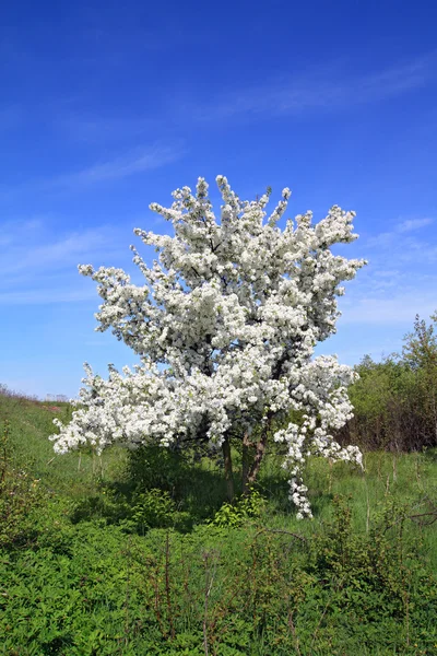 Flores a los árboles de aple — Foto de Stock