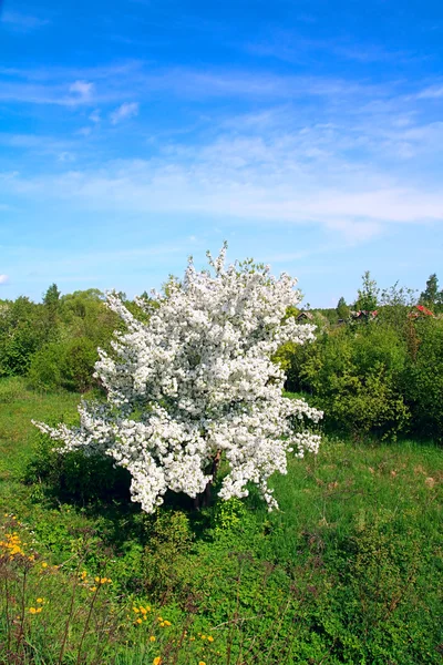 Flowerses to aple trees — Stock Photo, Image