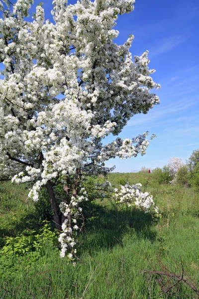 Flowerses te Appel bomen — Stockfoto