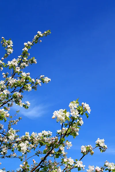 Flowerses na aple stromy — Stock fotografie