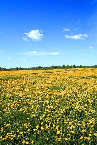 Summer landscape — Stock Photo, Image