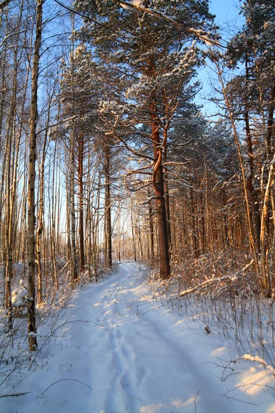 Зимний пейзаж Лицензионные Стоковые Изображения