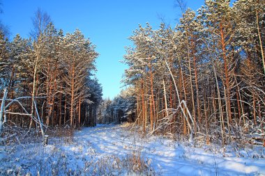 Winter landscape clipart