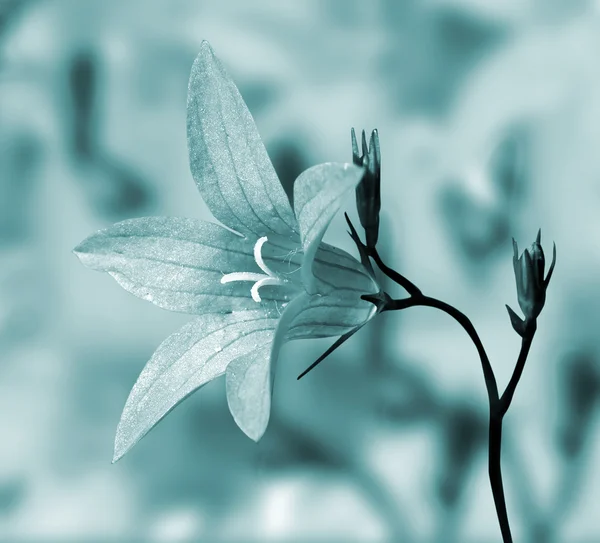 Arka plan üzerinde çan çiçeği — Stok fotoğraf