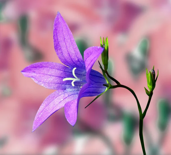 Campanula op abstracte achtergrond — Stockfoto