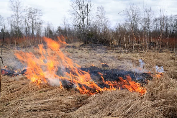 Огонь в траве — стоковое фото