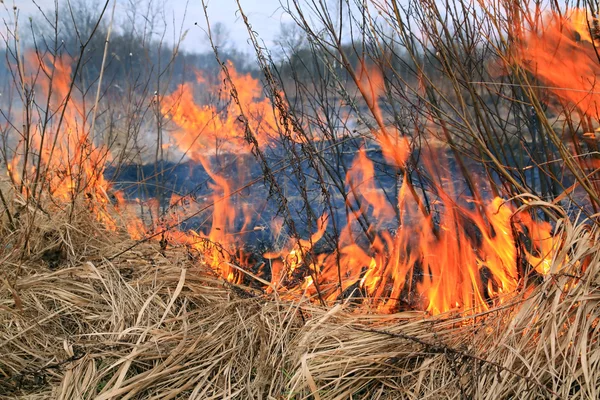 Ogień w zioło — Zdjęcie stockowe