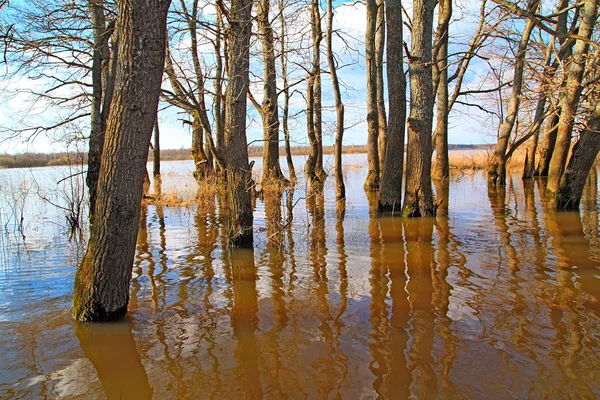 Zomer landschap — Stockfoto