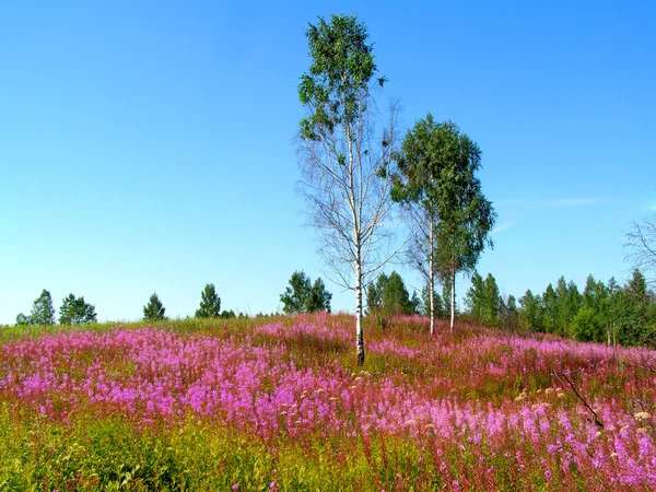 Blume auf Feld — Stockfoto