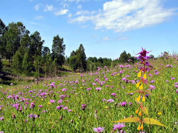 Flower on field — Stock Photo, Image