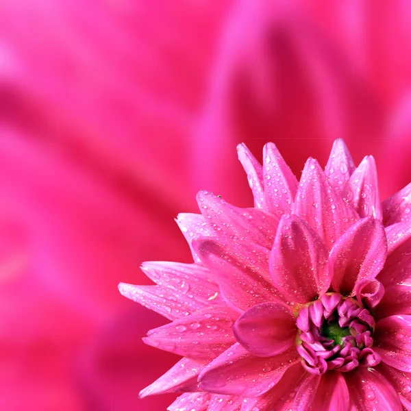 Petal of the dahlia — Stock Photo, Image