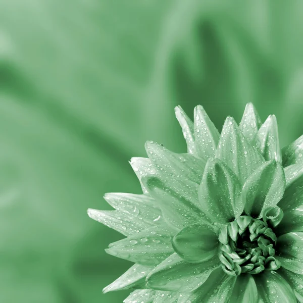 Kronblad av dahliaen — Stockfoto
