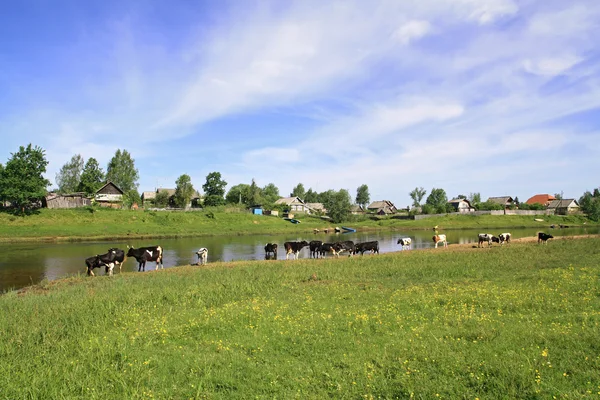 牛群皮质海岸河上 — 图库照片