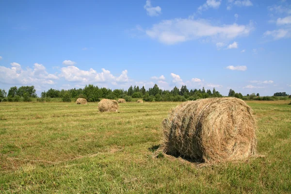 Hay in stapel — Stockfoto