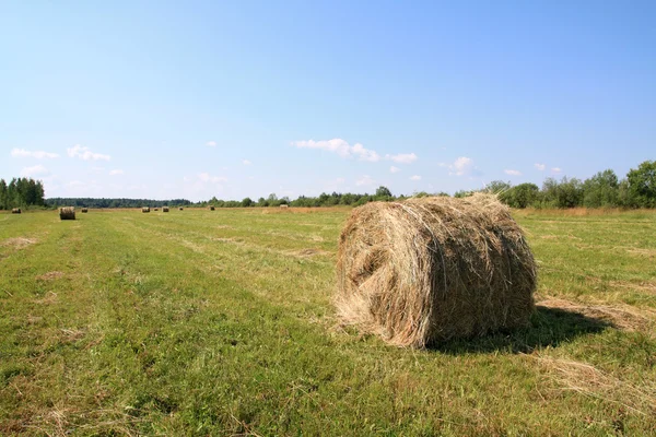 Hay in stack Stock Photo