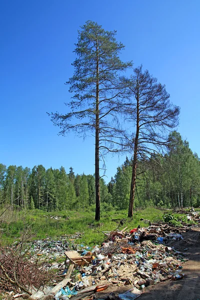 Müllgrube in Kiefernholz — Stockfoto