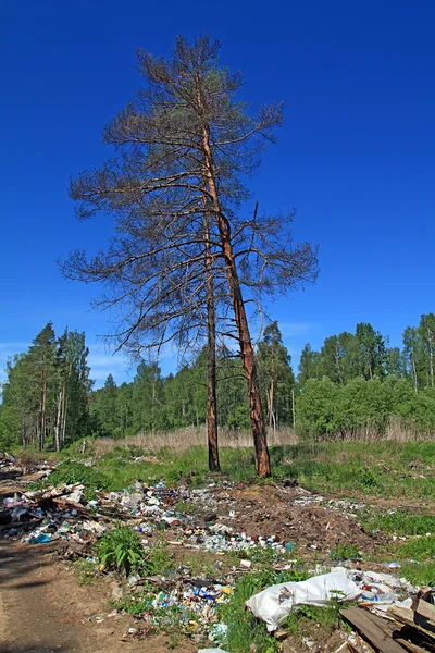 Garbage pit in pine wood — Stock Photo, Image