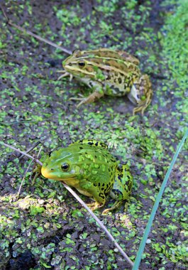 Frog in marsh clipart