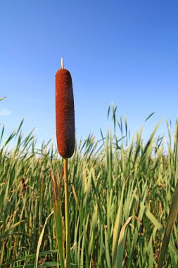 Bulrush in marsh clipart