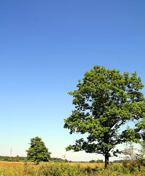 Árvore de carvalho — Fotografia de Stock
