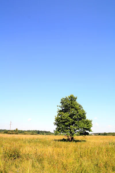 Dubový strom — Stock fotografie