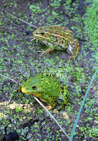 沼で蛙 — ストック写真
