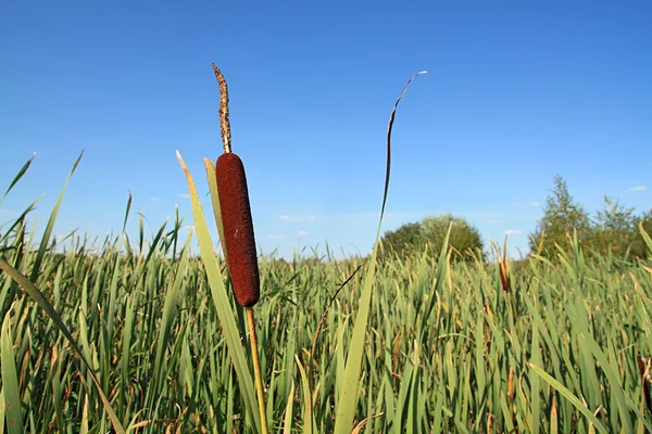 Bulrush in marsh — Stock Photo, Image
