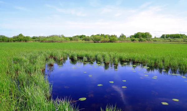 Pequeno lago no campo de primavera — Fotografia de Stock