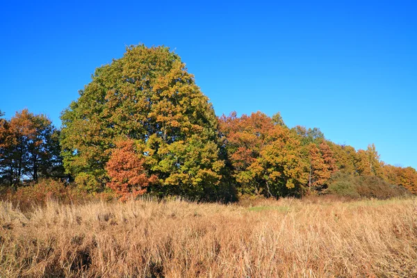 Dubové mlází na podzimní pole — Stock fotografie