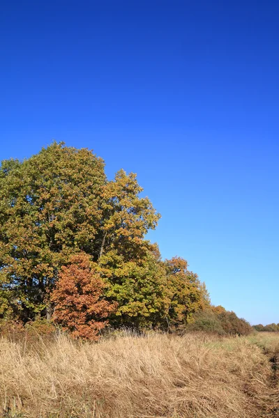 Oak copse on autumn field — Stock Photo, Image