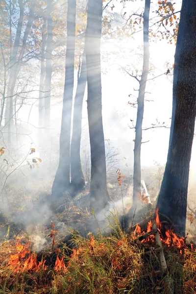 Пожежа в деревини — стокове фото