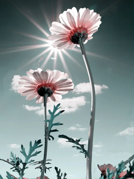 Chrysanthèmes sur fond bleu ciel — Photo