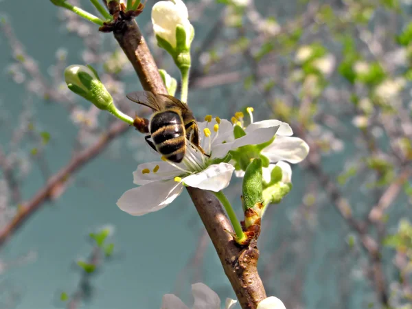 Пчела на цветке вишни — стоковое фото
