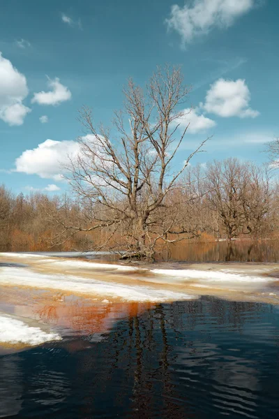 Våren översvämning i trä — Stockfoto