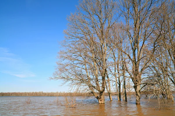 Δρύινο ξύλο μεταξύ πλημμύρα άνοιξη — Φωτογραφία Αρχείου