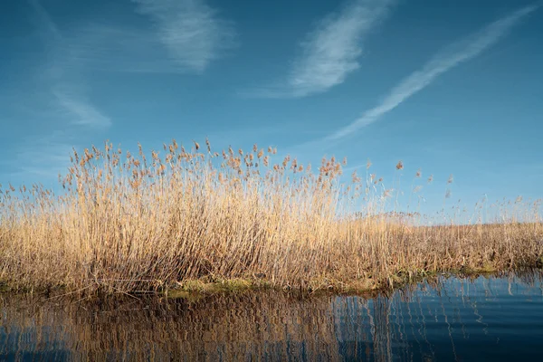 Canna gialla secca sul lago — Foto Stock