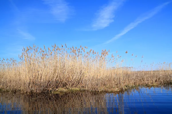 Canna gialla secca sul lago — Foto Stock