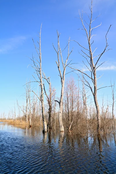 Сухое дерево среди весеннего паводка — стоковое фото