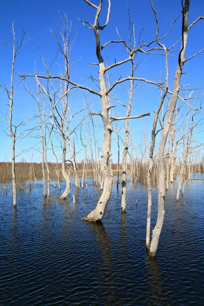 Dry tree amongst spring flood — Stock Photo, Image