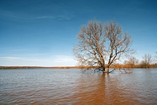 Grande quercia tra inondazioni primaverili — Foto Stock