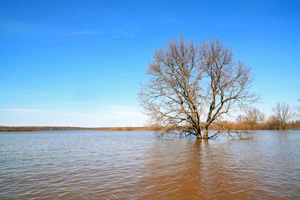 Big oak amongst spring flood — Stock Photo, Image