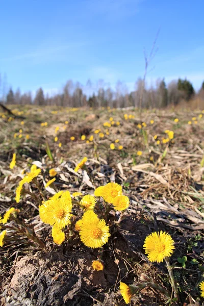 Bahar alan üzerinde sarı kara hindiba — Stok fotoğraf