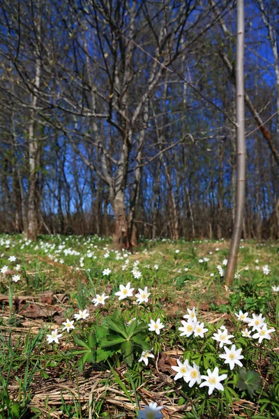 Gotas de neve brancas em madeira de primavera — Fotografia de Stock